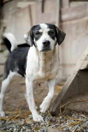 HEIDI sucht ein warmes Körpchen