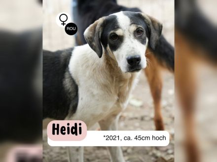 HEIDI sucht ein warmes Körpchen