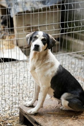 HEIDI sucht ein warmes Körpchen