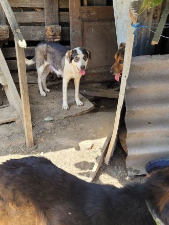 HEIDI sucht ein warmes Körpchen