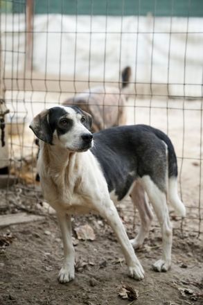 HEIDI sucht ein warmes Körpchen