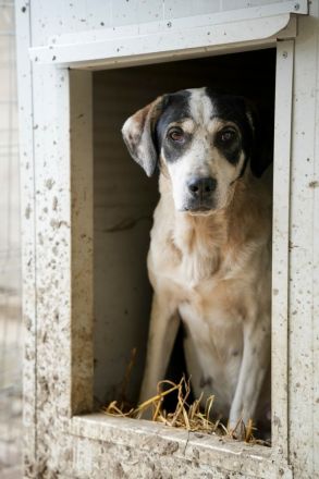 HEIDI sucht ein warmes Körpchen