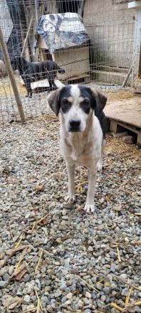 HEIDI sucht ein warmes Körpchen