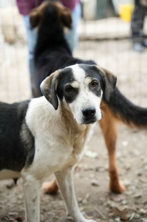 HEIDI sucht ein warmes Körpchen