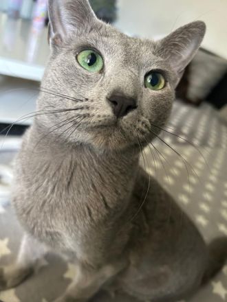 Wunderschöne Reinrassige russisch blau kitte (weiblich)