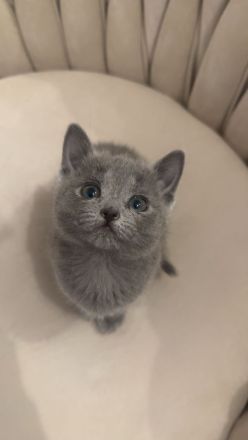 Wunderschöne Reinrassige russisch blau kitte (weiblich)