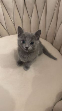 Wunderschöne Reinrassige russisch blau kitte (weiblich)