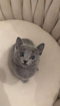 Wunderschöne Reinrassige russisch blau kitte (weiblich)