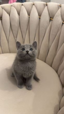 Wunderschöne Reinrassige russisch blau kitte (weiblich)