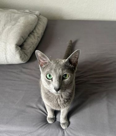 Wunderschöne Reinrassige russisch blau kitte (weiblich)