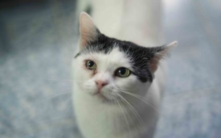 Chuya: Ein lebensfrohes Samtpfötchen wartet auf ihr Zuhause