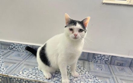 Chuya: Ein lebensfrohes Samtpfötchen wartet auf ihr Zuhause