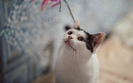 Chuya: Ein lebensfrohes Samtpfötchen wartet auf ihr Zuhause