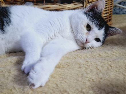 Chuya: Ein lebensfrohes Samtpfötchen wartet auf ihr Zuhause