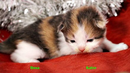 Sibirische Katzenkinder abzugeben