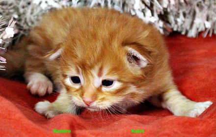 Sibirische Katzenkinder abzugeben