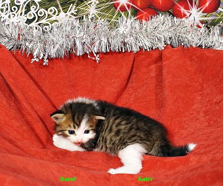 Sibirische Katzenkinder abzugeben