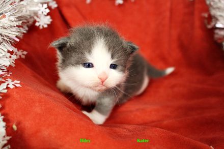 Sibirische Katzenkinder abzugeben