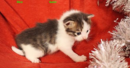 Sibirische Katzenkinder abzugeben