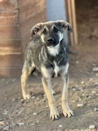 Böllchen, ein Rohdiamant, sucht erfahrene Menschen, die ihm das Leben zeigen