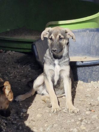 Böllchen, ein Rohdiamant, sucht erfahrene Menschen, die ihm das Leben zeigen