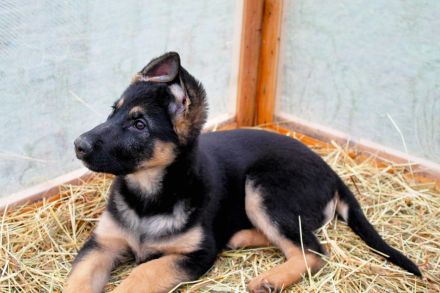 Deutsche Schäferhund Welpen (DSH) – Gerader Rücken – Abgabebereit