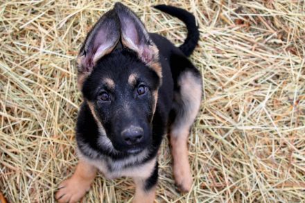 Deutsche Schäferhund Welpen (DSH) – Gerader Rücken – Abgabebereit