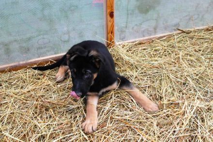 Deutsche Schäferhund Welpen (DSH) – Gerader Rücken – Abgabebereit