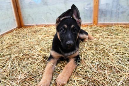 Deutsche Schäferhund Welpen (DSH) – Gerader Rücken – Abgabebereit