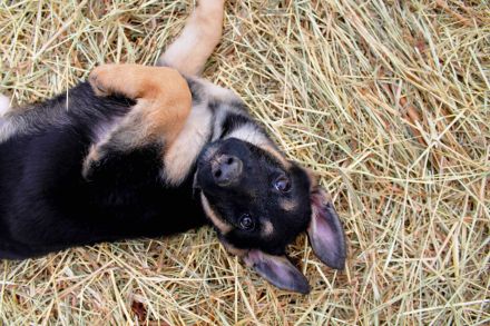 Deutsche Schäferhund Welpen (DSH) – Gerader Rücken – Abgabebereit