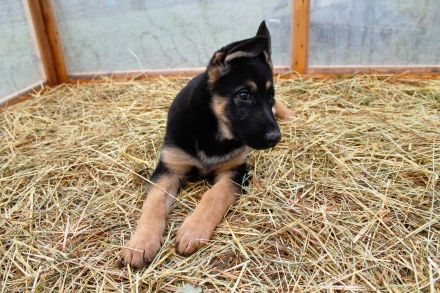 Deutsche Schäferhund Welpen (DSH) – Gerader Rücken – Abgabebereit