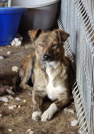 Liora, ein gestromtes Mädel, sucht eine Familie, die sie für immer adoptiert