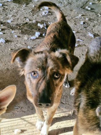 Liora, ein gestromtes Mädel, sucht eine Familie, die sie für immer adoptiert