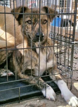 Liora, ein gestromtes Mädel, sucht eine Familie, die sie für immer adoptiert