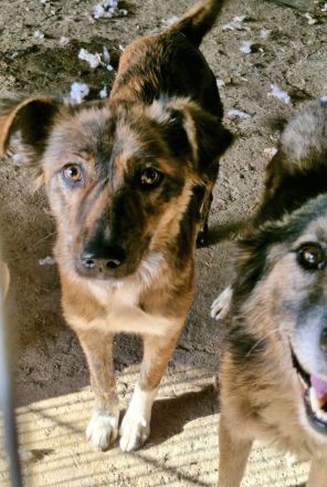 Liora, ein gestromtes Mädel, sucht eine Familie, die sie für immer adoptiert