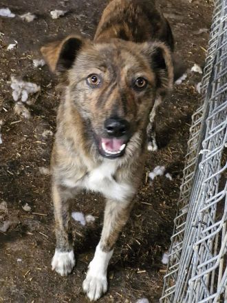 Liora, ein gestromtes Mädel, sucht eine Familie, die sie für immer adoptiert