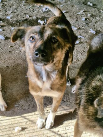 Liora, ein gestromtes Mädel, sucht eine Familie, die sie für immer adoptiert