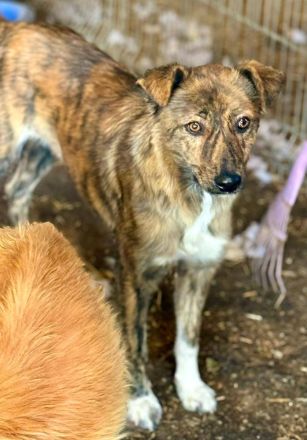 Liora, ein gestromtes Mädel, sucht eine Familie, die sie für immer adoptiert