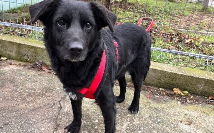 Sanfte Seniorin Ziwa sucht Zuhause