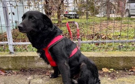 Sanfte Seniorin Ziwa sucht Zuhause