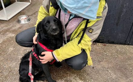 Sanfte Seniorin Ziwa sucht Zuhause