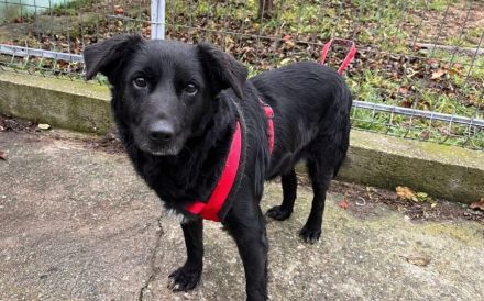 Sanfte Seniorin Ziwa sucht Zuhause