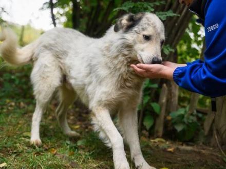 Wer schenkt Mario ein Für-Immer-Zuhause?
