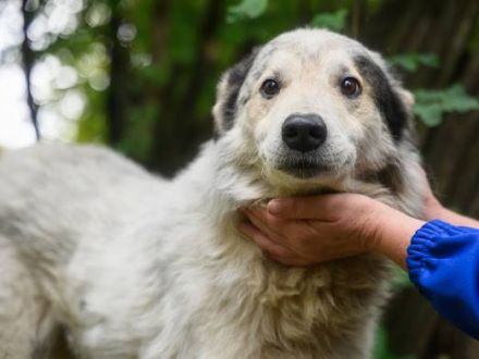 Wer schenkt Mario ein Für-Immer-Zuhause?