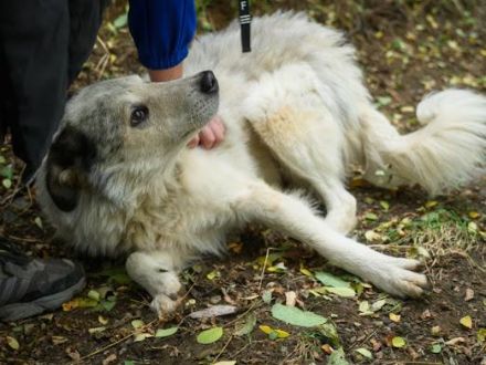 Wer schenkt Mario ein Für-Immer-Zuhause?