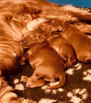 Irish Red Setter Welpen (reinrassig) *Wurfankündigung*
