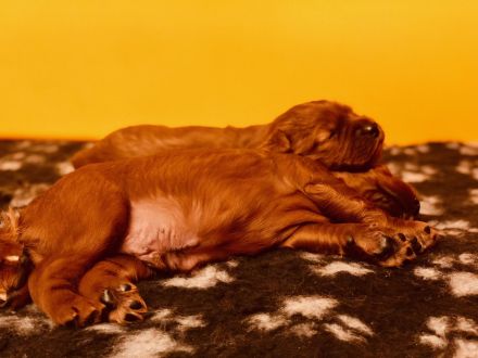 Irish Red Setter Welpen (reinrassig) *Wurfankündigung*