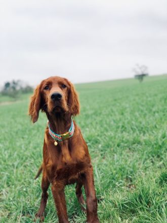 Irish Red Setter Welpen (reinrassig) *Wurfankündigung*