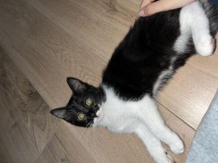 Babykatzen zu verkaufen