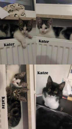 Babykatzen zu verkaufen